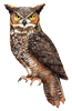 Lechuza