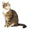 Gato