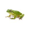 Sapo